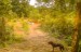 finca_10has_hojancha_costa_rica_9