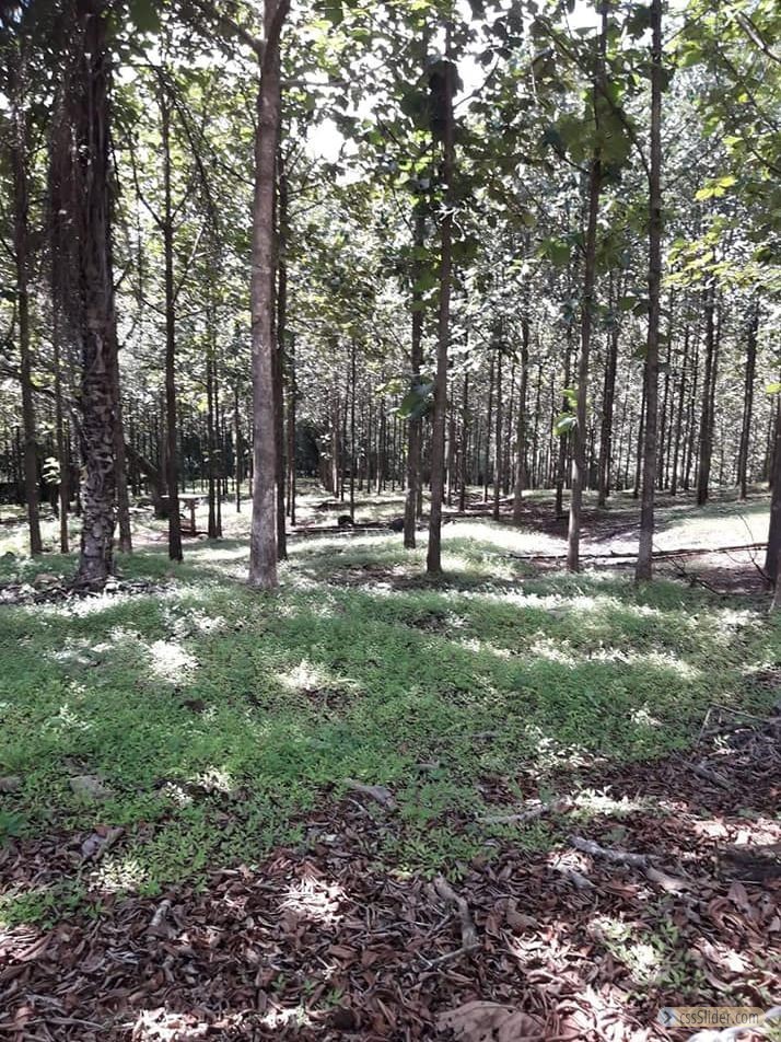 finca_159has_nosara_costa_rica_8