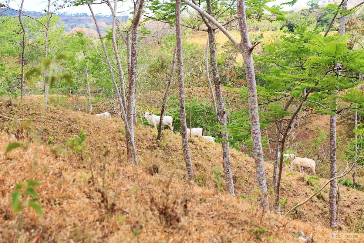 finca_18has_maravilla_costa_rica_9