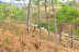 finca_18has_maravilla_costa_rica_9