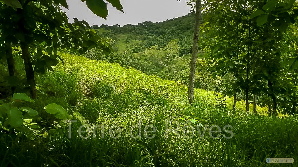 finca_21has_hojancha_costa_rica_3