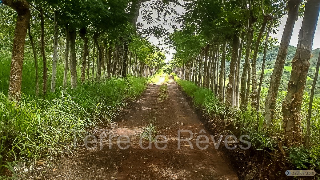 finca_21has_hojancha_costa_rica_6