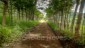 finca_21has_hojancha_costa_rica_6