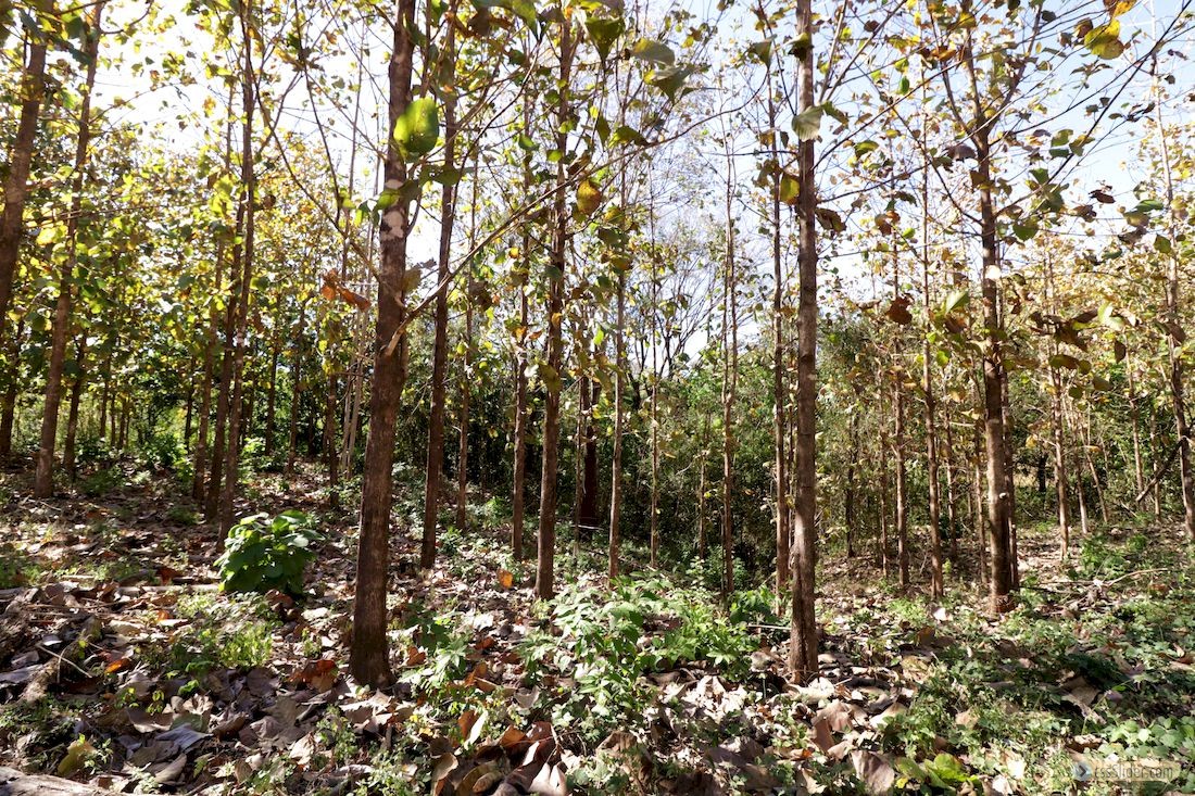 finca_30has_juan_de_leon_costa_rica_2copy