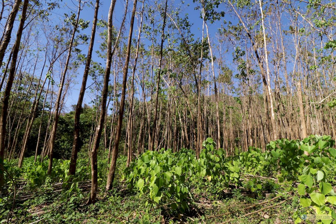 finca_30has_juan_de_leon_costa_rica_3copy