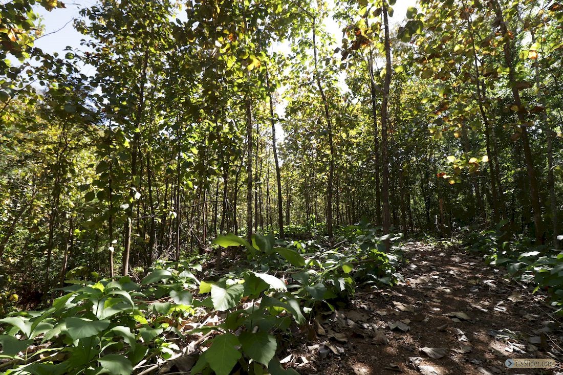 finca_30has_juan_de_leon_costa_rica_4copy