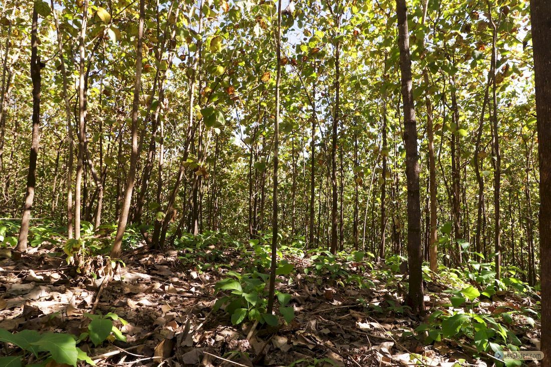 finca_30has_juan_de_leon_costa_rica_7copy