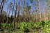 finca_30has_juan_de_leon_costa_rica_3copy