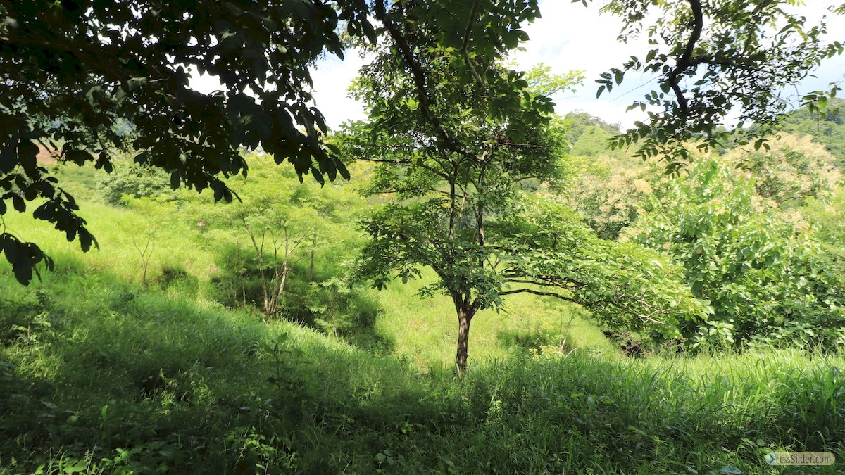 finca_39has_montana_grande_costa_rica_6copy