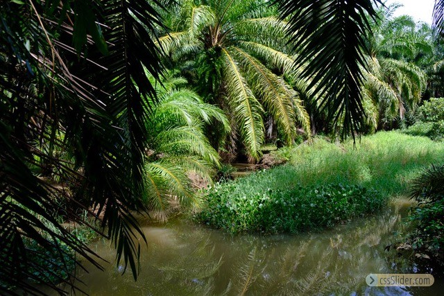 finca_68has_puerto_cortes_costa_rica_17