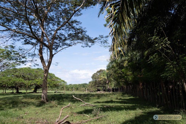 finca_68has_puerto_cortes_costa_rica_2