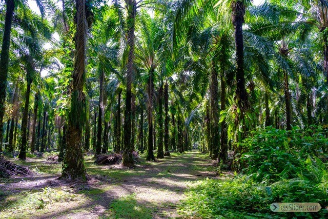 finca_68has_puerto_cortes_costa_rica_3