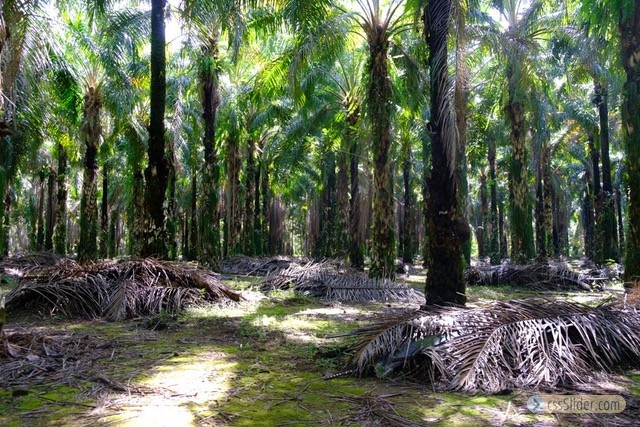 finca_68has_puerto_cortes_costa_rica_4