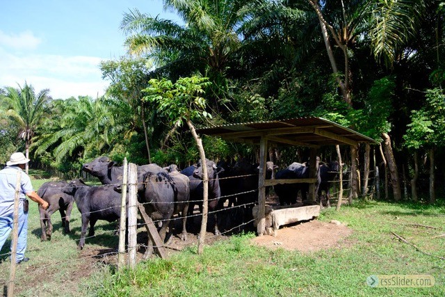 finca_68has_puerto_cortes_costa_rica_5