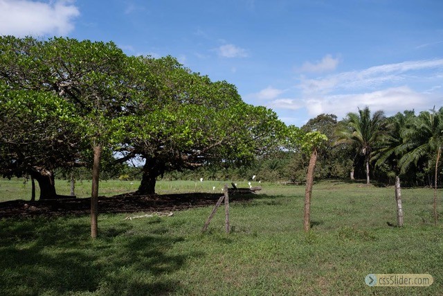 finca_68has_puerto_cortes_costa_rica_6