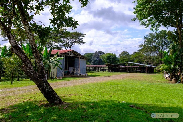 finca_68has_puerto_cortes_costa_rica_8