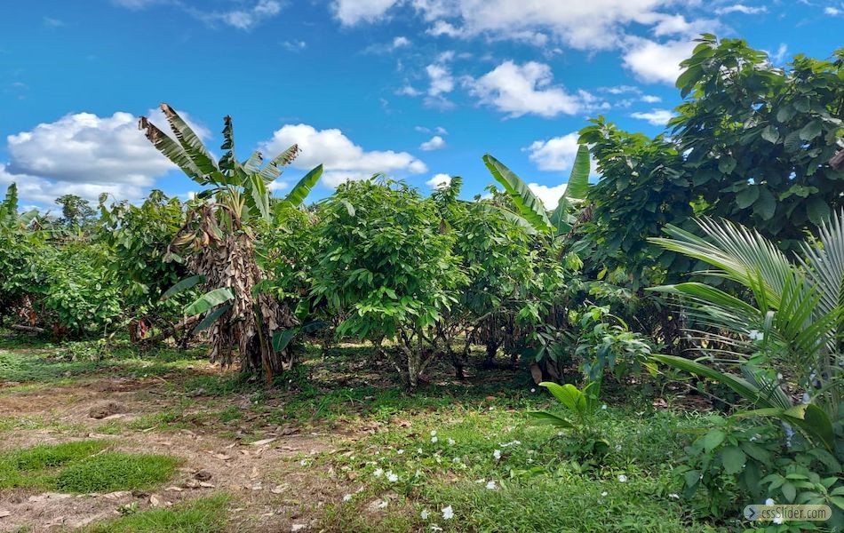 finca_cacao_nord_costa_rica_11copy