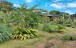 finca_cacao_nord_costa_rica_3copy