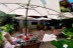 hotel_restaurant_cote_pacifique_costa_rica_6copy