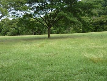 Vue de la finca de Santa Cruz, Costa Rica