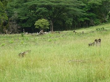 Vue de la finca de Santa Cruz, Costa Rica