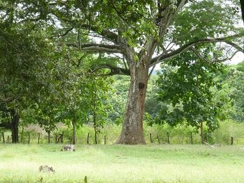 Vue de la finca de Santa Cruz, Costa Rica