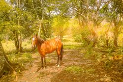 Vue de la finca de Hojancha, Costa Rica