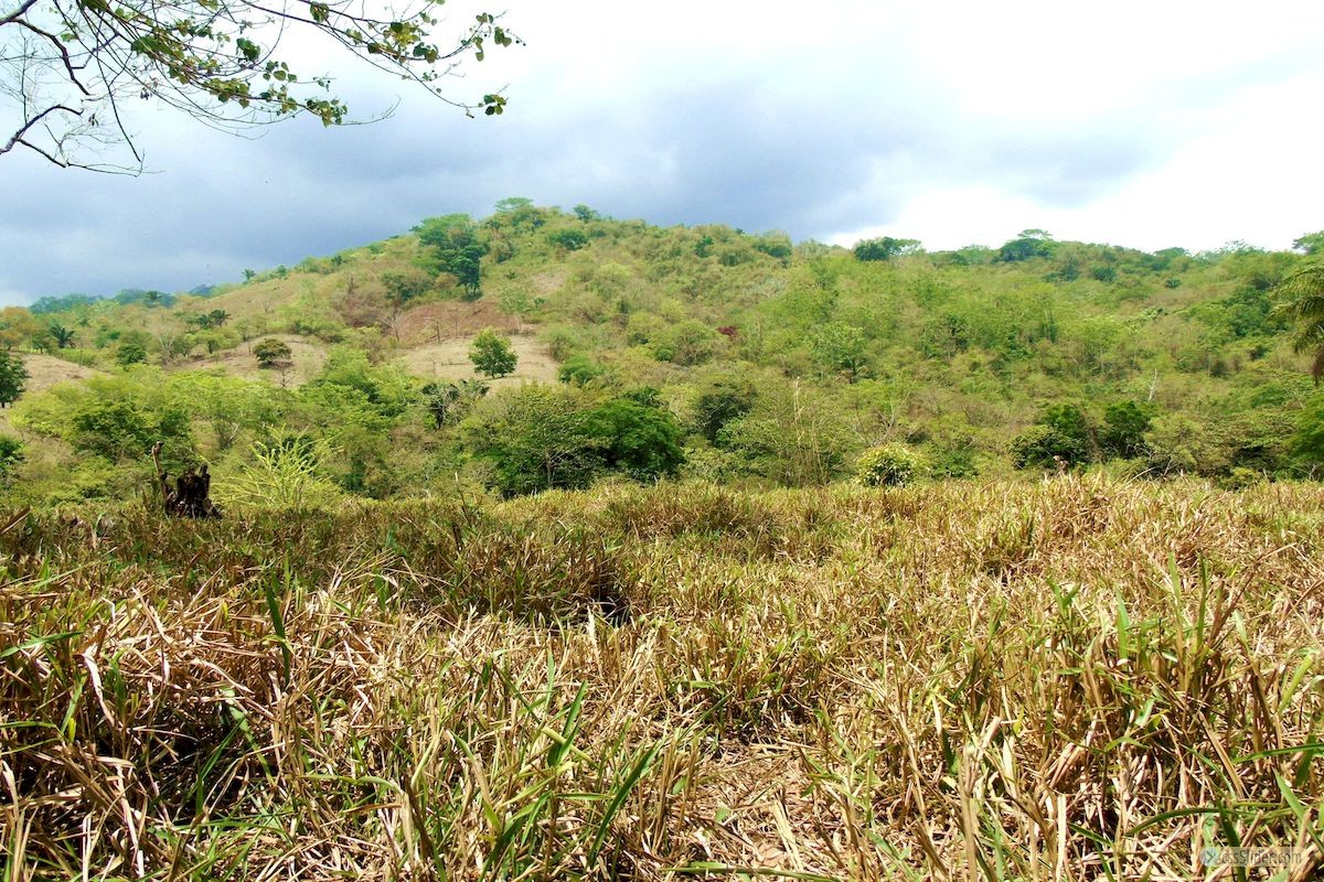 terrain_1ha_2_samara_costa_rica_2copy