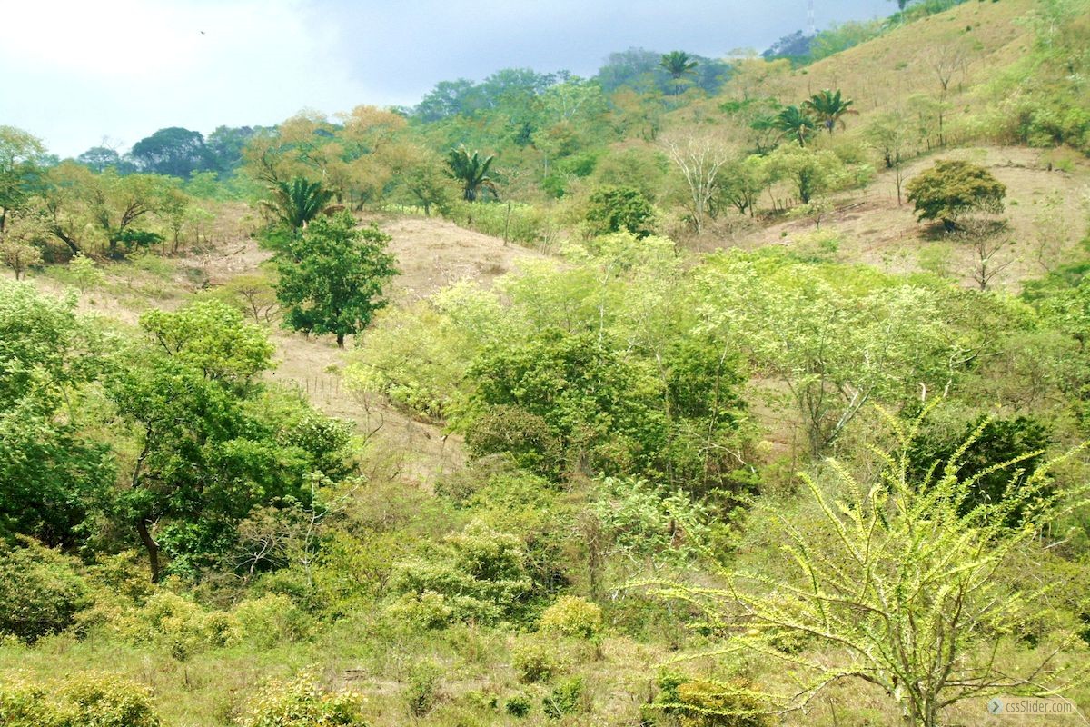 terrain_1ha_2_samara_costa_rica_3copy