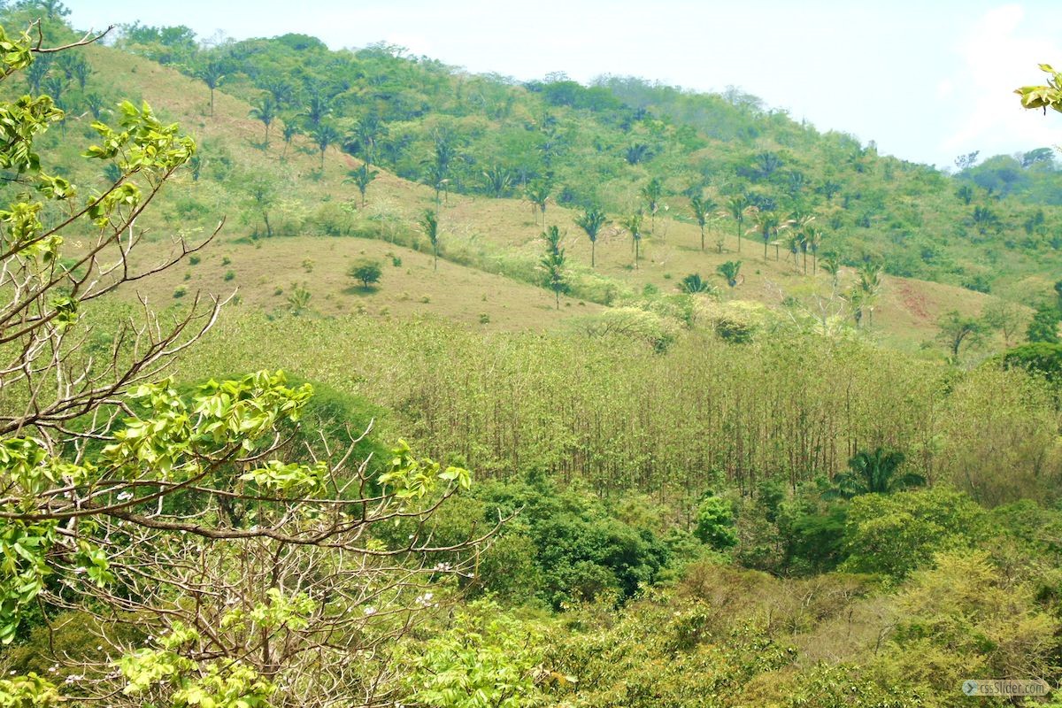 terrain_1ha_2_samara_costa_rica_5copy